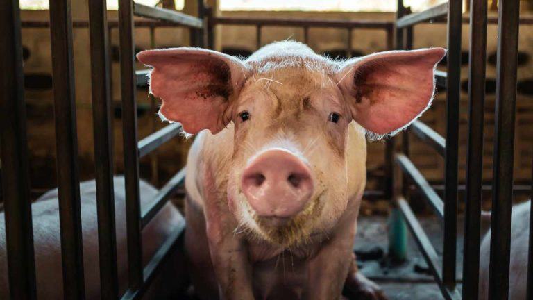 FBI Seizes .5M in Crypto From Thailand-Based Pig Butchering Scam Targeting Americans