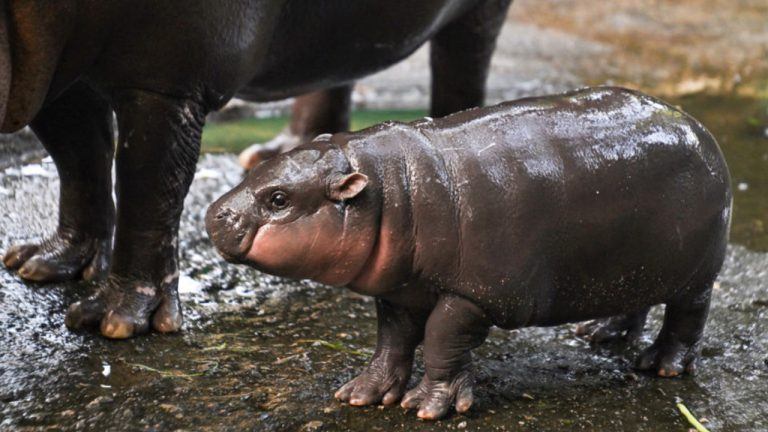 Adorable baby hippo inspires Moo Deng symbol — up 1,398% in one week