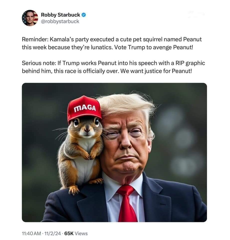 Peanut the Squirrel’s Viral Fame Sparks Meme Coin Frenzy on Solana Bitcoin News