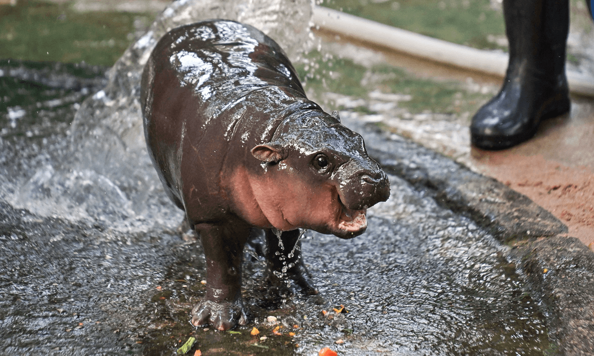 Ethereum’s Vitalik Buterin Becomes Proud Parent of Meme-Famous Hippo Moo Deng Ethereum’s Vitalik Buterin Becomes Proud Parent of Meme-Famous Hippo Moo Deng