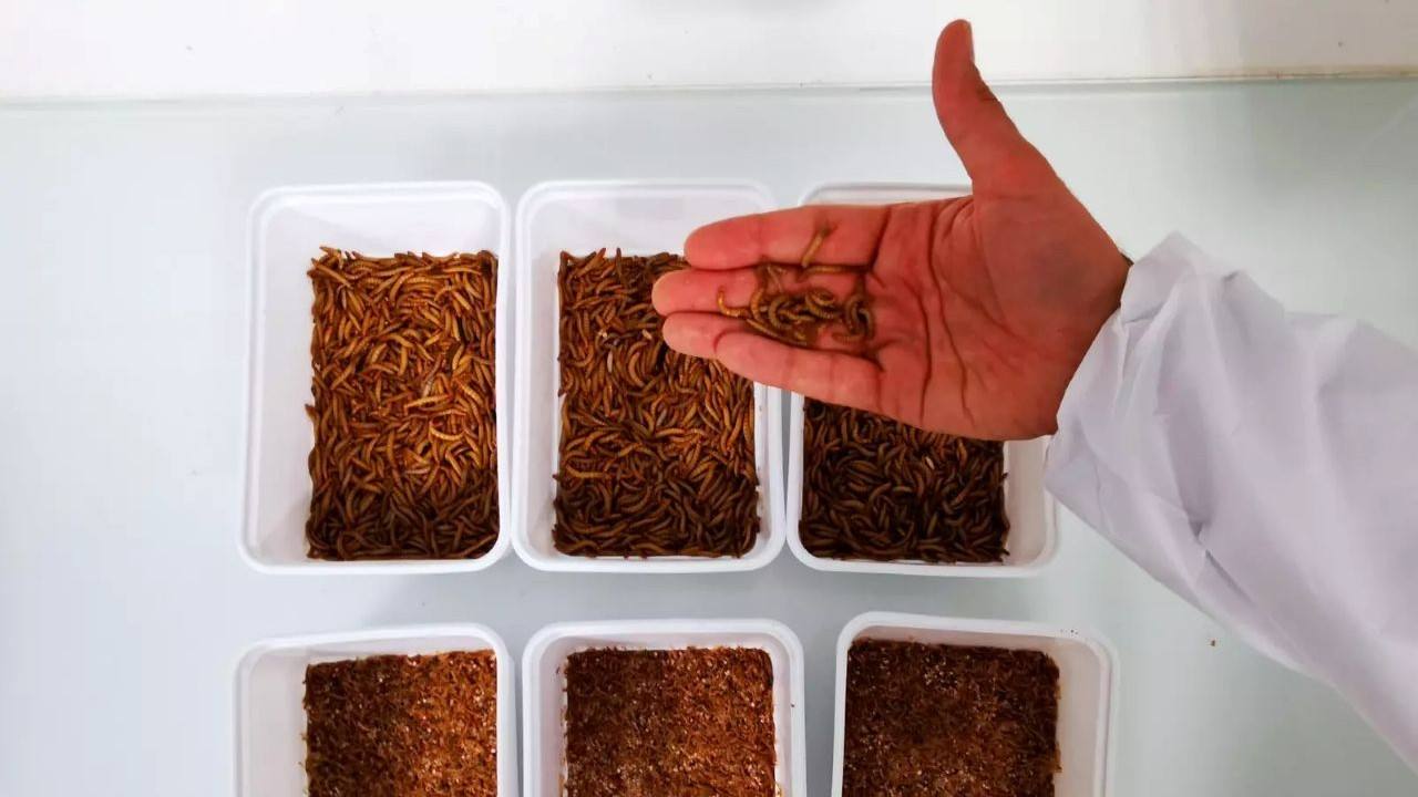 Klaus Schwab træder tilbage som formand for World Economic Forum efter mere end 50 år Klaus Schwab træder tilbage som formand for World Economic Forum efter mere end 50 år