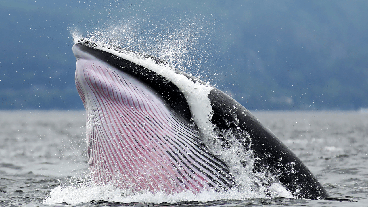 Inside the Crypto Whale Games: How Liquidation Hunting Targets Leveraged Traders Inside the Crypto Whale Games: How Liquidation Hunting Targets Leveraged Traders