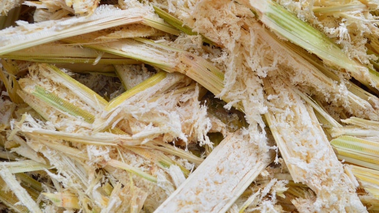 Sugarcane-Powered Bitcoin Mine to Launch in Brazil With Tether Backing