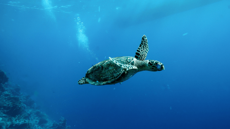 China Warns of ‘Spy Turtles’ Fitted With Sensors in Its Territorial Waters